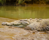 Tárcoles, Costa Rica