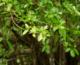 Tárcoles, Costa Rica