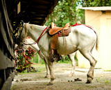 Tárcoles, Costa Rica