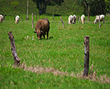 Tárcoles, Costa Rica